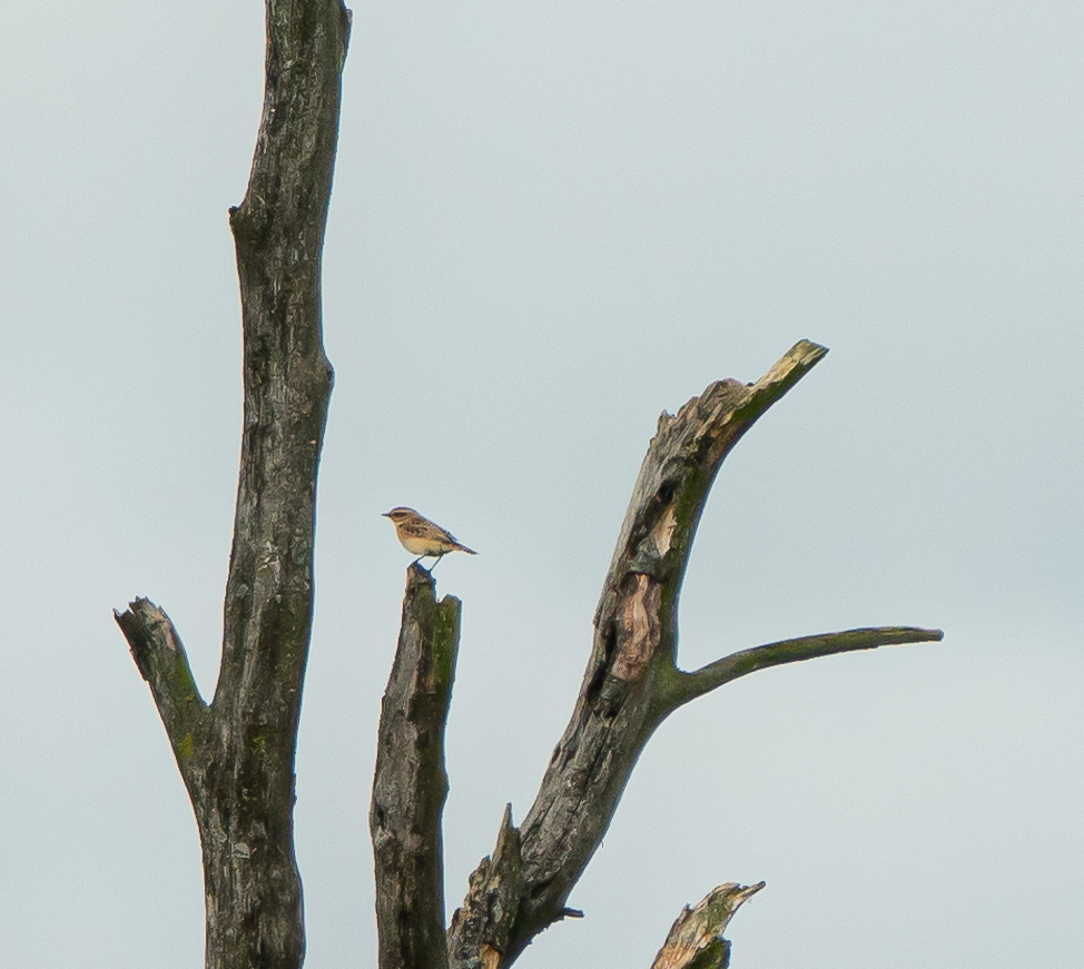 Bargerveen 16 september